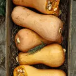 Double Stuffed Butternut Squash